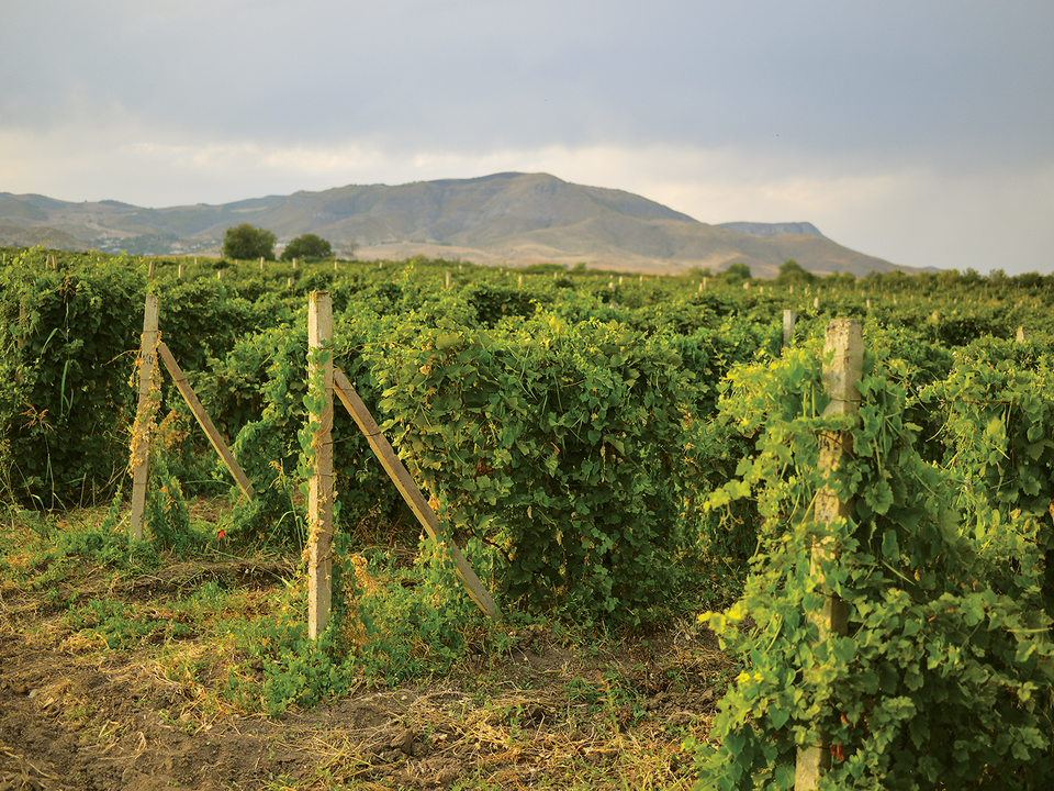 The Wines of Artsakh